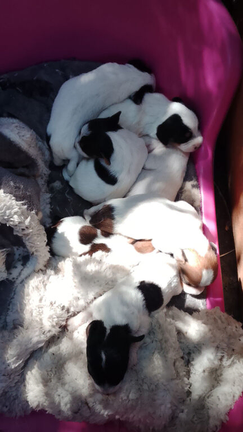 Jack Russell terrier puppies