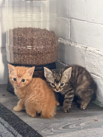 7 kittens