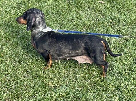 For sale bella