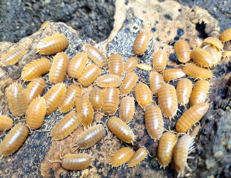 CHEAP BULK AVAILABLE. Giant Orange isopods for sale, UK very low prices in Rochester
