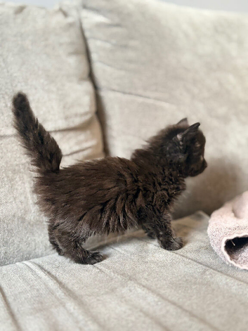 3 Beautiful Male Kittens &ndash; Ready 16th July!