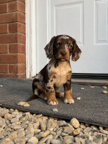 Chocolate Merle cocker spaniel