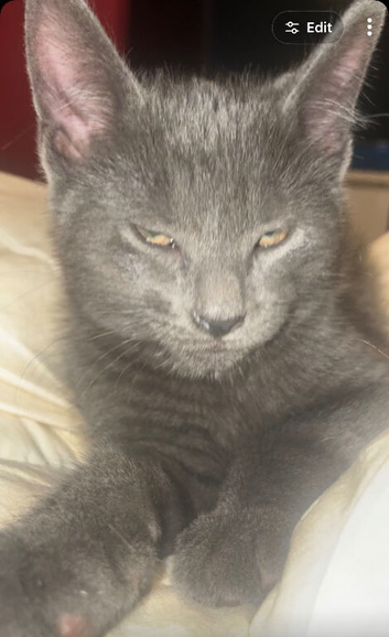Male Grey Tabby