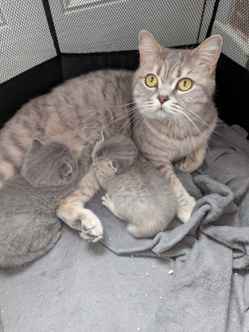 British shorthair