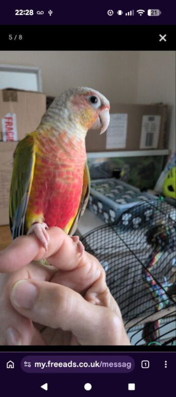 Pineapple conure