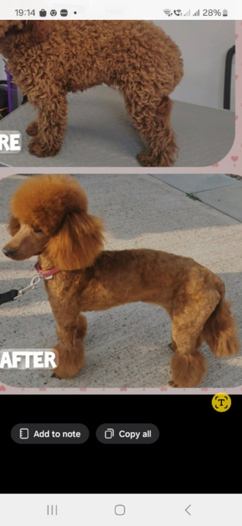 KC EXTENSIVELY HEALTH TESTED POODLE