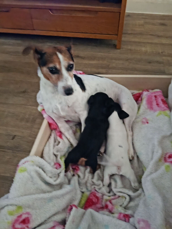 Jack Russell. Cross Manchester terrier