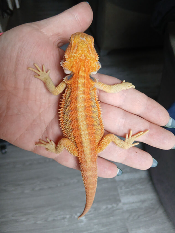 Baby bearded dragons