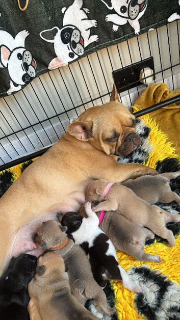Beautiful French Bulldog Puppies