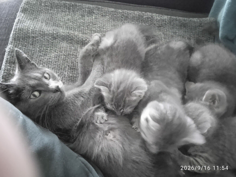 FOUR BEAUTIFUL KITTENS LOOKING FOR LOVING HOMES &ndash; &pound;80EACH