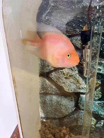 Large parrot fish