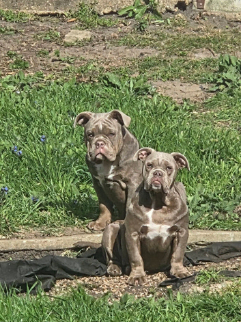 2 old tyme bulldogs brother n Sister