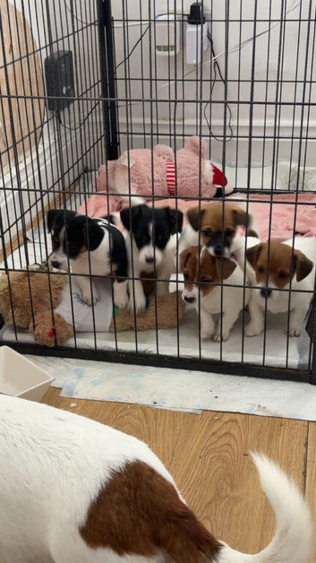 Stunning jackrussells female puppy&rsquo;s