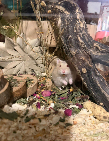 Hamster and enclosure