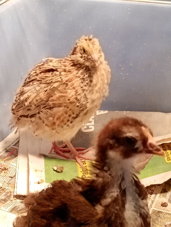 orphan  cortunix quail