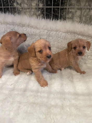 puppies are now fully Vaccinated and not due again for a year