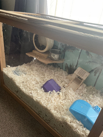 8 hamsters