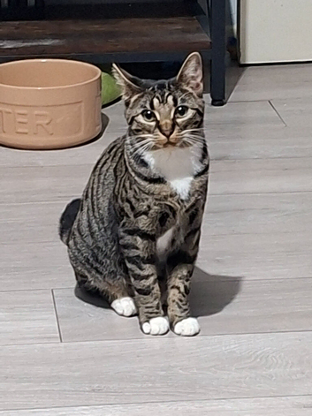 Mango
