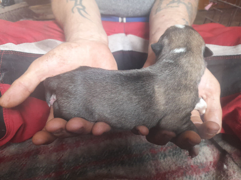Akita puppy's for sale