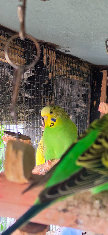 Baby budgies available now