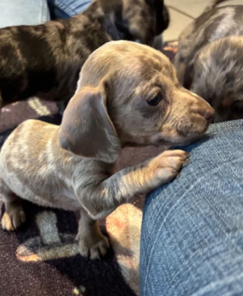 8 MINI DACHSHUND PUPS