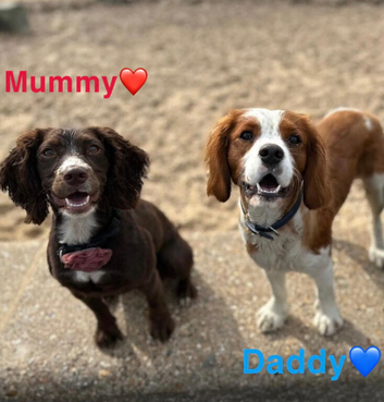 3 beautiful puppies from our family spaniels