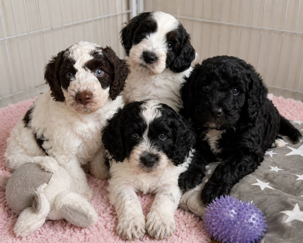 Best of Both Worlds Cockapoo x Goldendoodle