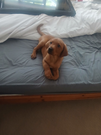 Labrador for sale