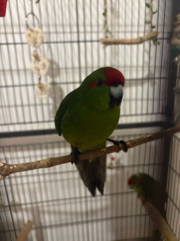 2 male kakarikis