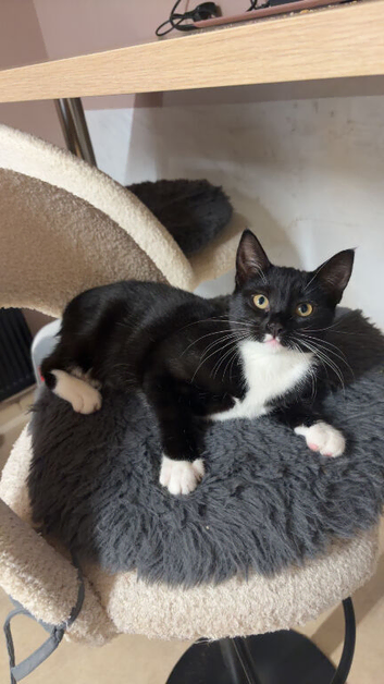 Female kitten looking for new home