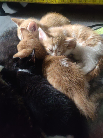 ONLY 2 Kittens Left. Black. Black and white.