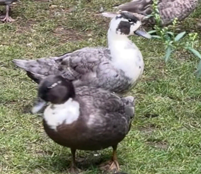 2 x female call ducks for sale