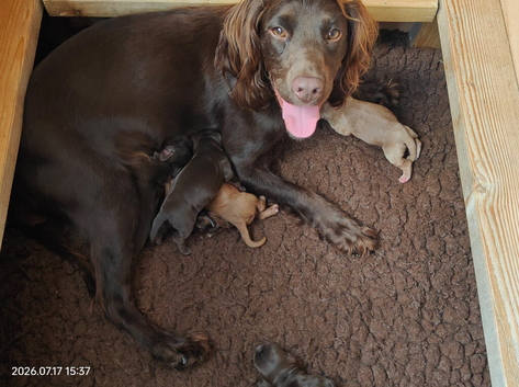 Working Cocker Spaniel Puppies - KC Registered