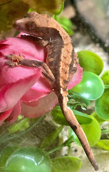 Baby crested geckos
