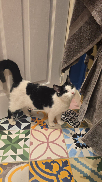 Tuxedo kitten