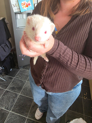 Adorable & Super Friendly 11-Week-Old Albino Jill Kit (Noodles) Looking for a 5★ Home