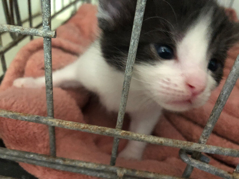 Kitten