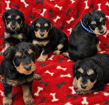Well bred Schnoodle puppies