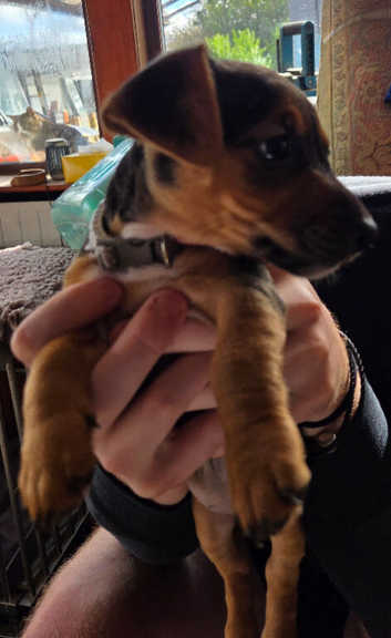Black and tan Jack Russells