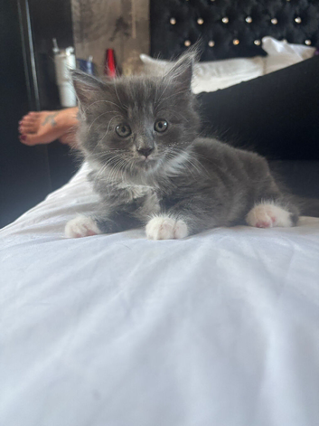 Ragdoll cross Russian blue