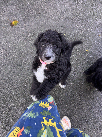 Pyre doodle ( Pyrenees x standard poodle ) Sheepadoodle ( old English sheep dog x Standard poodle)