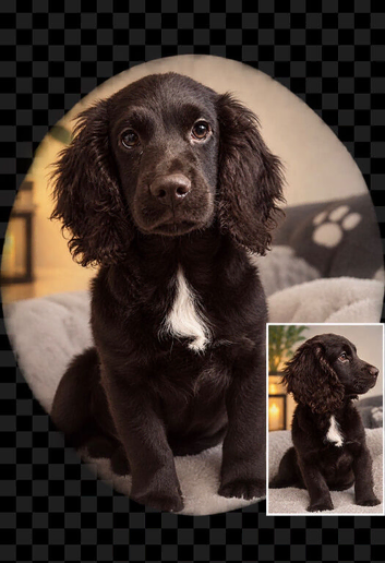 Cocker spaniel mixed cockapoo