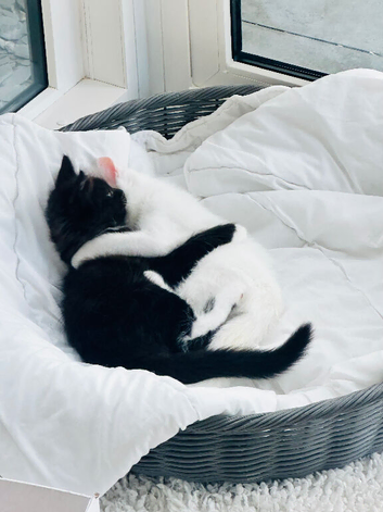 Last ragdoll cross domestic kitten tuxedo black and white female