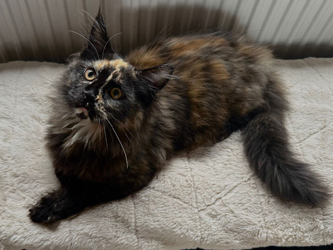 TICA & GCCF Main Coon