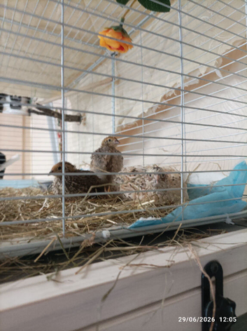 Coutrix Quail - silver and beige fleck /yellow male and 3 hens in natural colours &pound;34  all 4 weeks old now