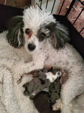 Toy merl pups