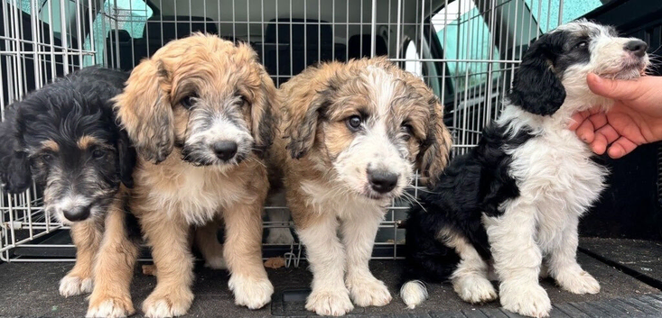 Family‑home raised bordoodles, fully weaned, first vaccination done, ready now!