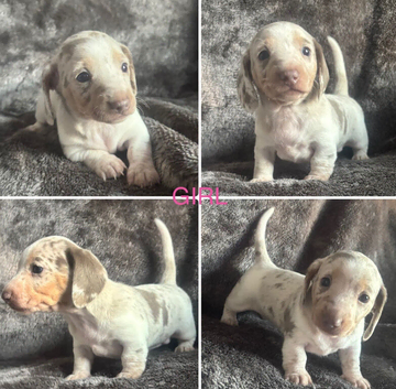 Kc registered minaret dachshund puppy