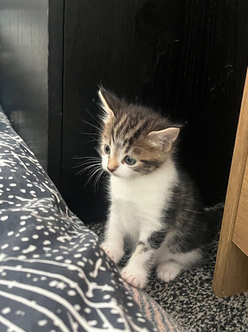 Three beautiful kittens