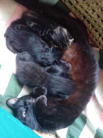 Kittens